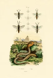 Wasps